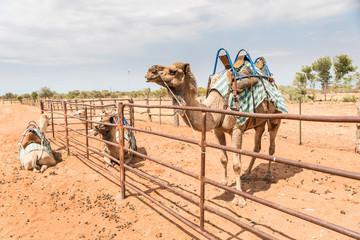 Central Australian tourist outback attractiom Camels at rural farm waiting for a ride in wild bush