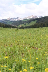 Obraz premium Fields of Flowers