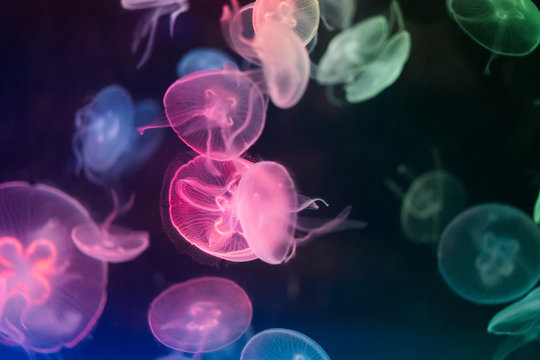 close-up of jellyfish in water