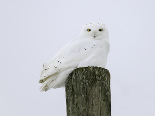 Snowy Owl Male Sitting on Post