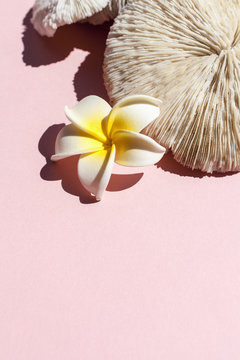 Tropical Shells and Coral with Flowers