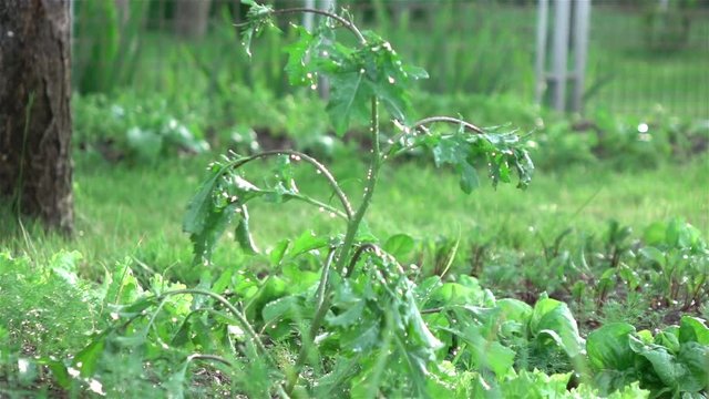 High quality video of arugula in the garden in real 1080p slow motion 250fps