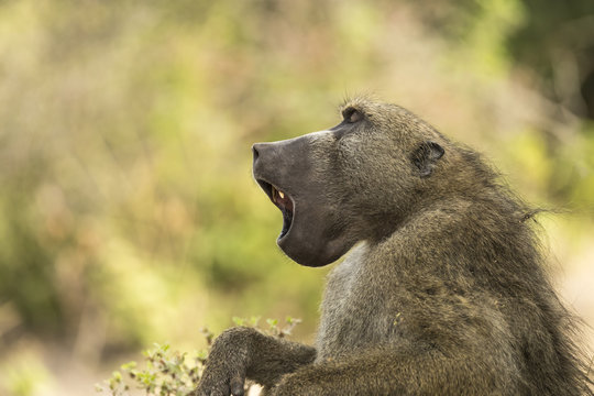 Chacma baboon yawning