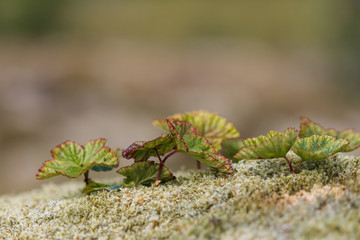 cloudberry leaves