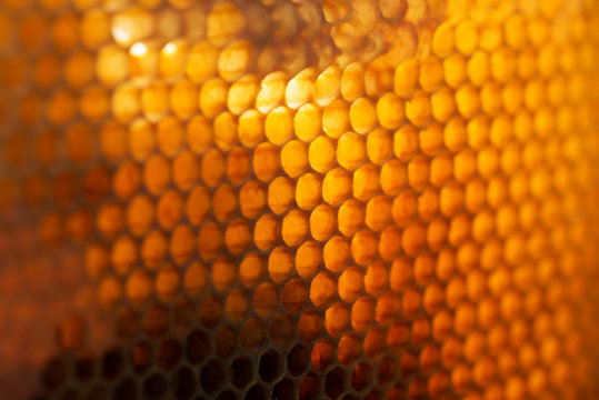 Honeycomb close up