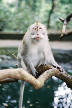 Monkey in Bali