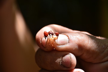 Micro nature