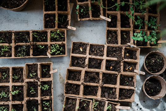pots with seedlings