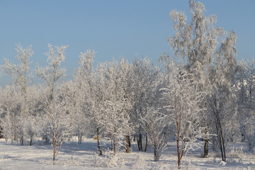 Winter landscape. Trees in the park in a strong frost