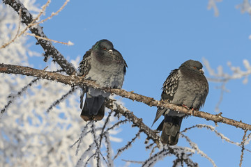 Two pigeons sit on a snowy branch