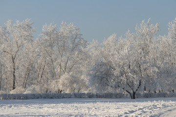 Winter landscape. Trees in the park in a strong frost