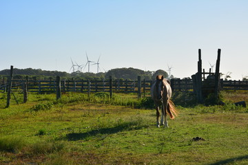 The horse and the wind generators