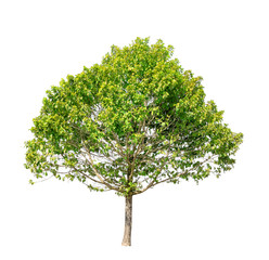 Tree isolated on white background high resolution for graphic decoration, suitable for both web and print media