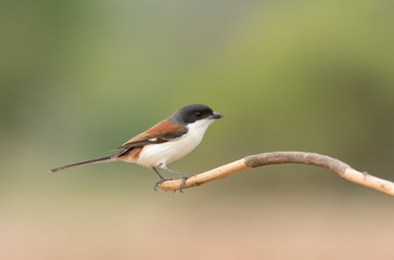 Burmese Shrike; Lanius collurioides