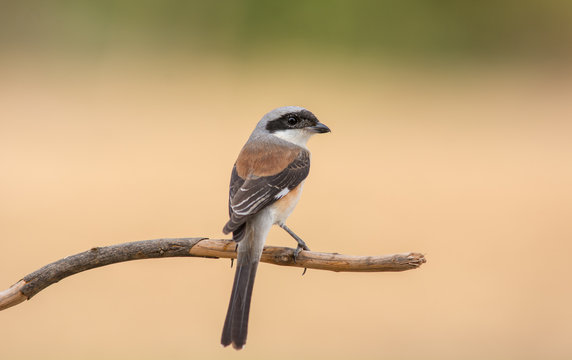 (Bay-backed Shrike; Lanius vittatus)
