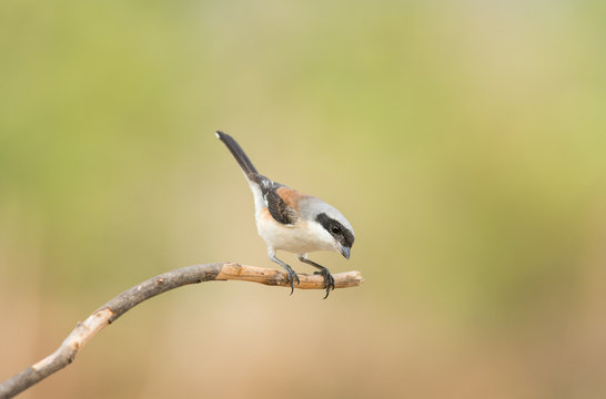 (Bay-backed Shrike; Lanius vittatus)