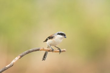 (Bay-backed Shrike; Lanius vittatus)