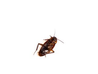 Dead cockroach