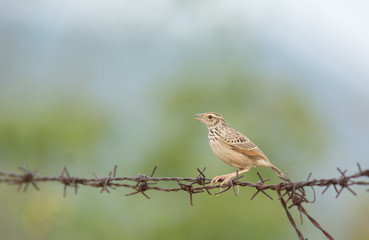Oriental Skylark singing on Barbed Wire