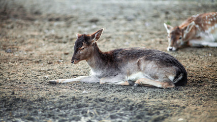 Beautiful Small Deer resting on the ground