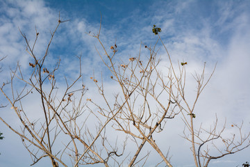 Dry tree with blue sky background