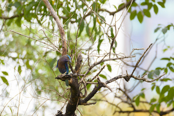 Beautiful Indian roller perching on tree branch , Thailand