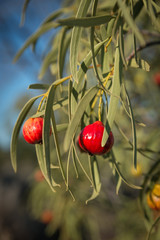 Santalum acuminatum,  desert bush tucker peach quandong.  Australian natine fruit © mastersky
