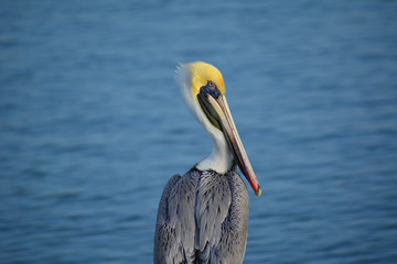 Old Colorful Pelican/Colorful pelican perched near water.