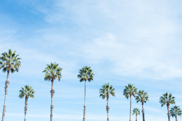 Arizona Palm Trees © Michelle