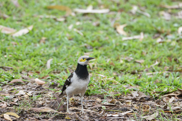 Beautiful Black-collared starling perching on ground , Thailand