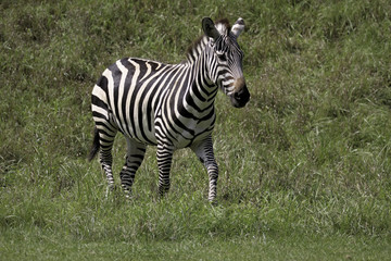 Obraz na płótnie Canvas Zebra walking