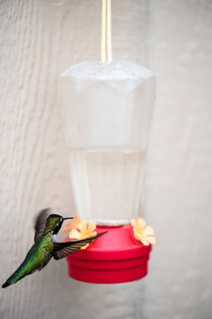 A Hummingbird at a Feeder