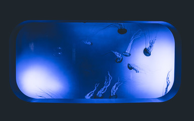 Jelly fish in a tank