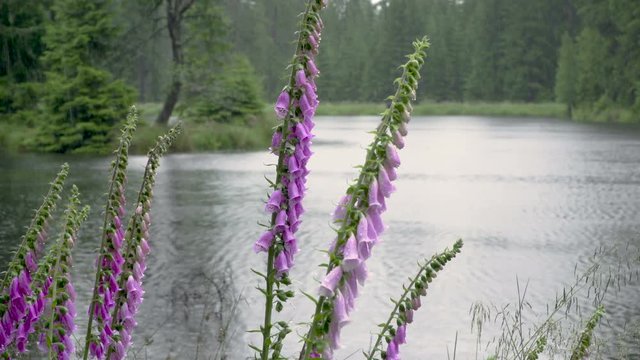 Rain Faling in European forest with pond