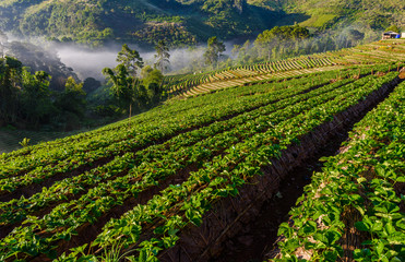 Fototapeta na wymiar strawberry farm array layer on hill at doi angkhang mountain, chiangmai, thailand