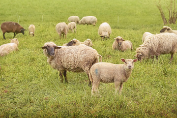 curious sheeps