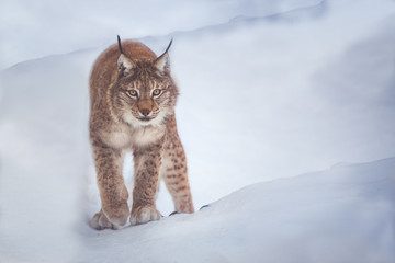 lynx © Александр Денисюк