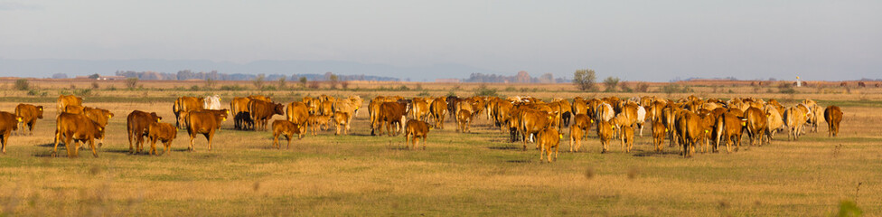 Herd of cows is grazing in the steppe of Hungary