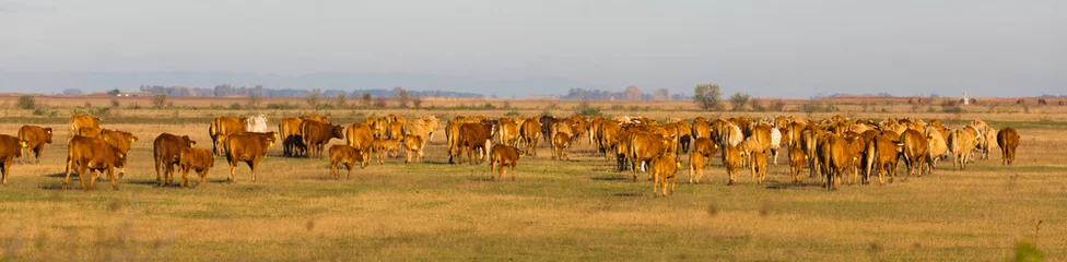 Cercles muraux Vache Herd of cows is grazing in the steppe of Hungary
