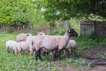 Obraz na płótnie Canvas Sheeps in farm on a grass