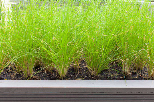 Outdoor Planter With Green Planting