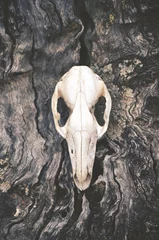 Papier Peint photo autocollant Kangourou Kangaroo skull on tree trunk bark background. Moody, dark, pagan and animal totem concepts.