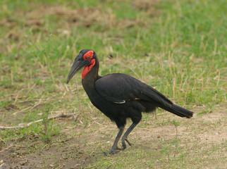 Obraz premium Southern Ground Hornbill (Bucorvus leadbeateri) in Taragire National Park