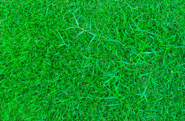 Sun shines green lawn in the morning, a backyard for the background, Design for the background