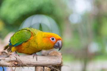Lovebird or Parrot standing on tree in park, Agapornis fischeri (Fischer's Lovebird)