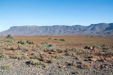 Karoo National Park landscape with mountain range in background in South Africa