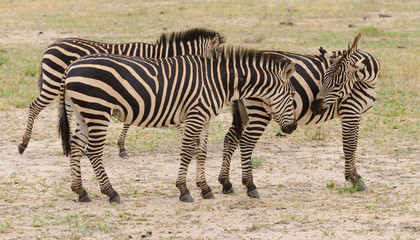 Naklejka na ściany i meble group of Burchell's Zebra or Boehm's zebra image taken on Safari located in the Tarangire National park, Tanzania