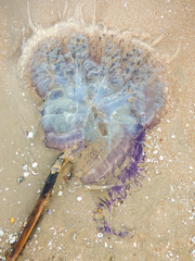 Purple and blue dead jellyfish at Sanae beach, behind Khao Tao (Turtle mountain) in Hua Hin, Thailand