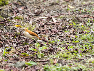 Pacific hornero, Furnarius leucopus cinnamomeus, looking for food, Mindo, Ecuador