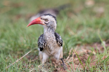 Young Red-billed Hornbill front view sitting on grass looking at camera